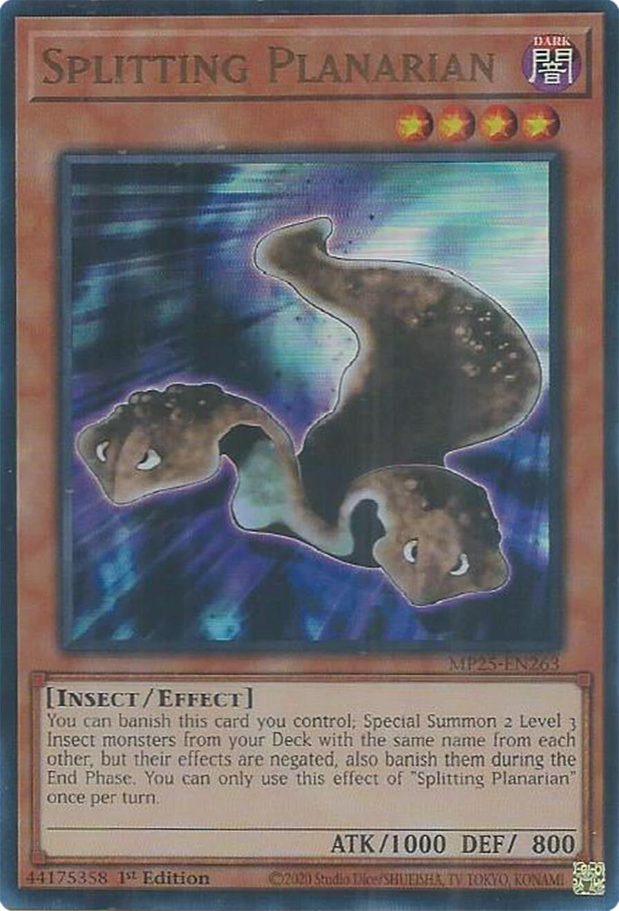 Splitting Planarian (MP25-EN263)