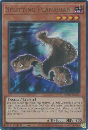 Splitting Planarian (MP25-EN263)